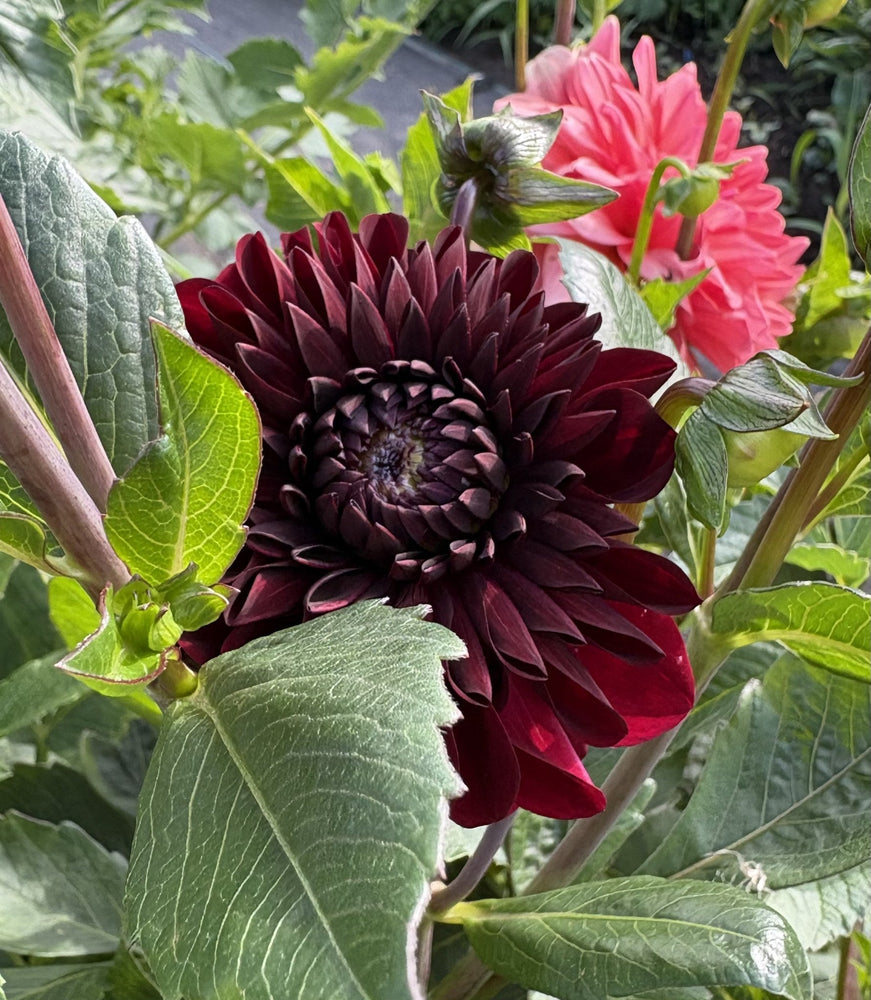 Letterkenny Barolo dahlia