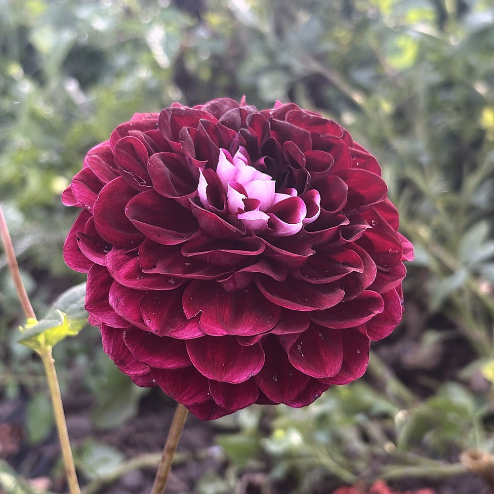 Letterkenny Dreamwalker dahlia