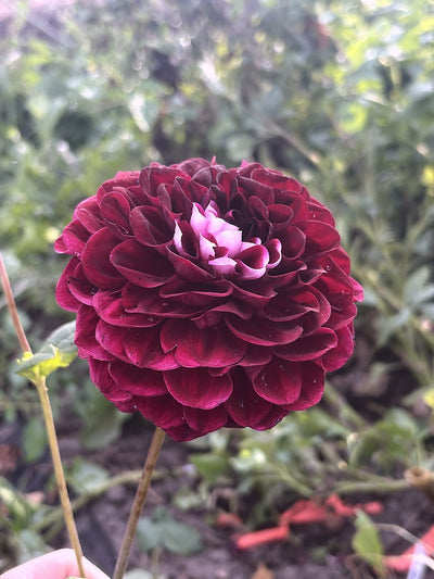 Letterkenny Dreamwalker dahlia