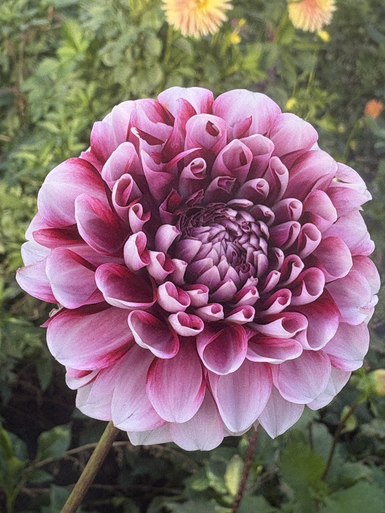 Letterkenny Dreamwalker dahlia