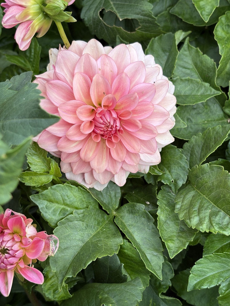 Levi's Dreamwalk dahlia