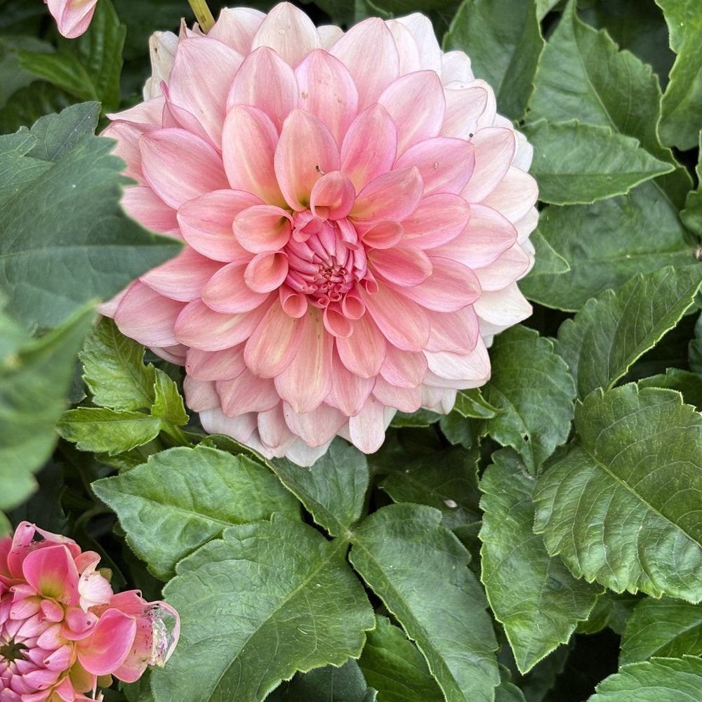Levi's Dreamwalk dahlia
