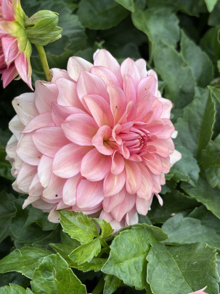 Levi's Dreamwalk dahlia