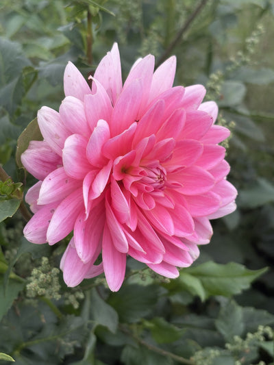 Linna dahlia