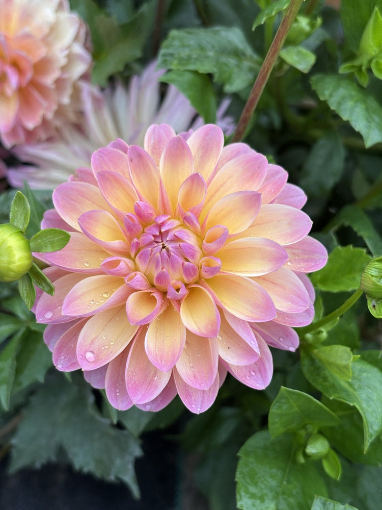 Lote dahlia