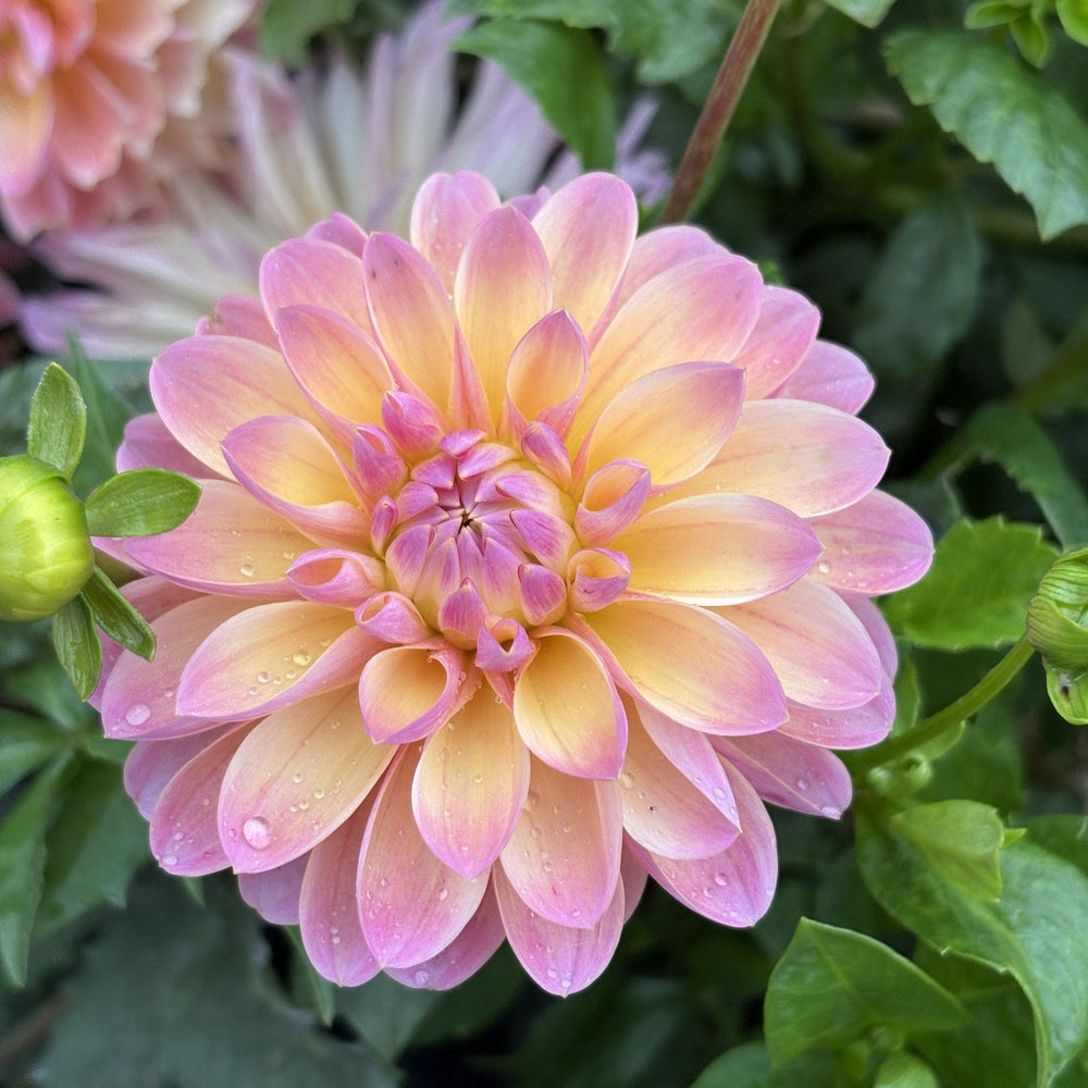 Lote dahlia