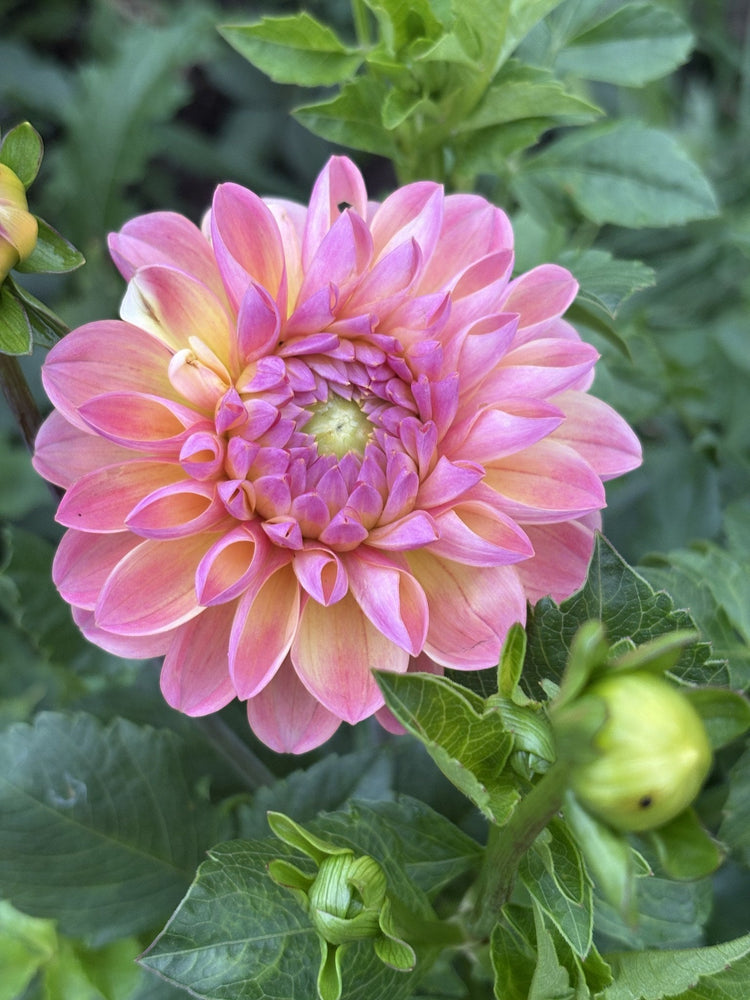 Lote dahlia