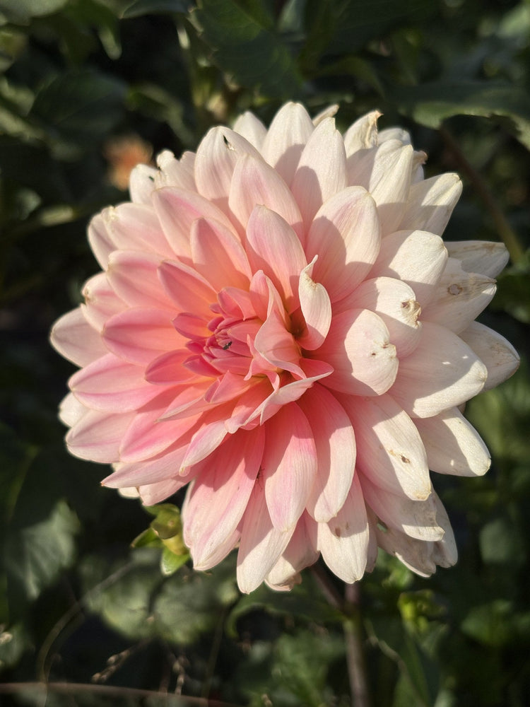 Lotus Linda dahlia