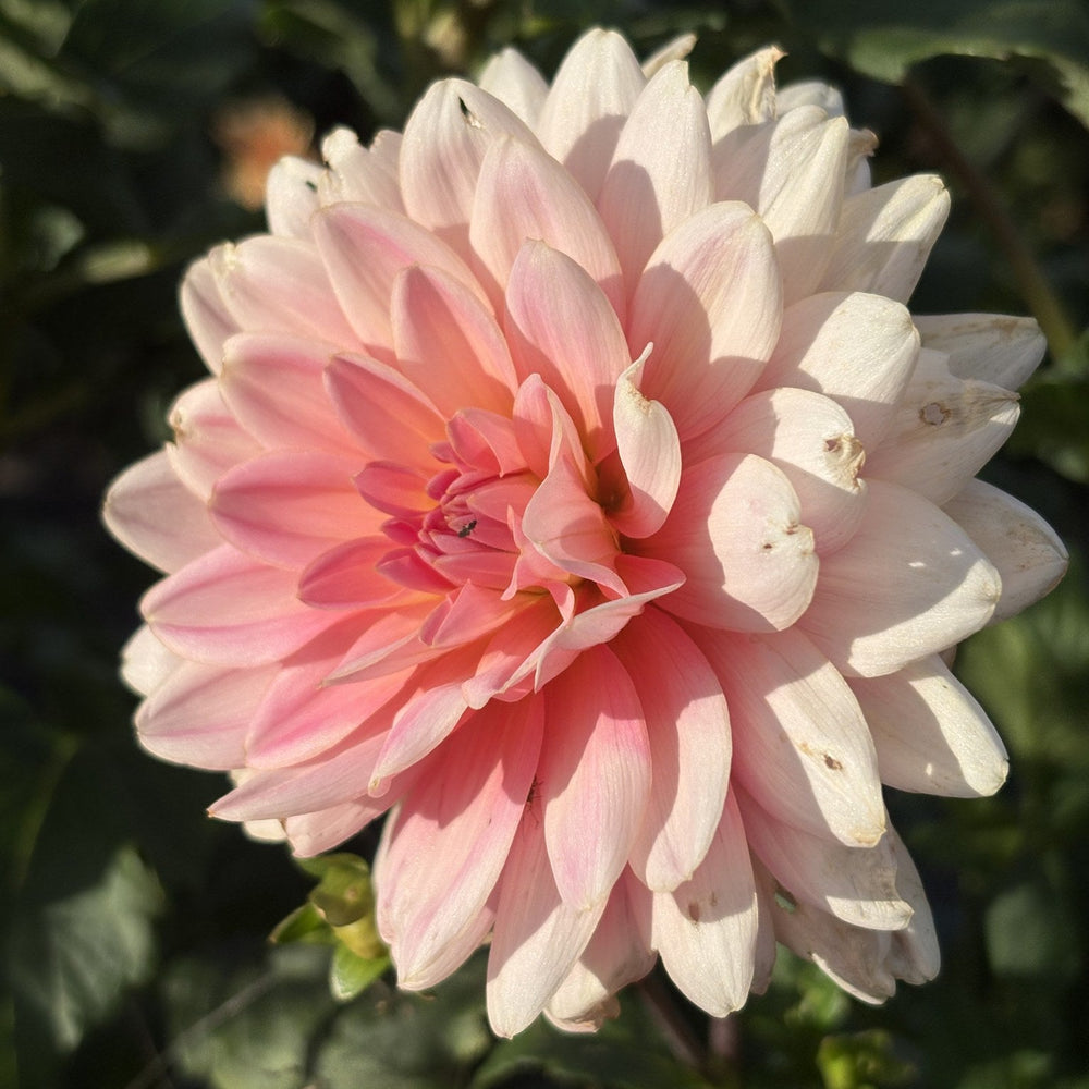 Lotus Linda dahlia