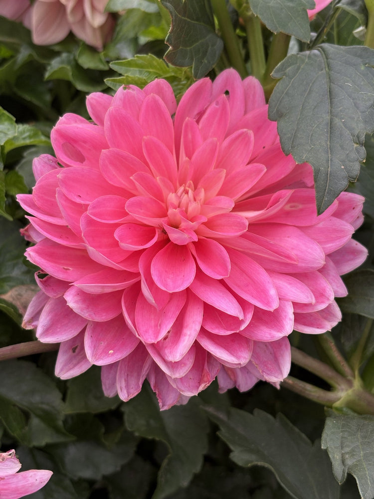 Lotus Linda dahlia