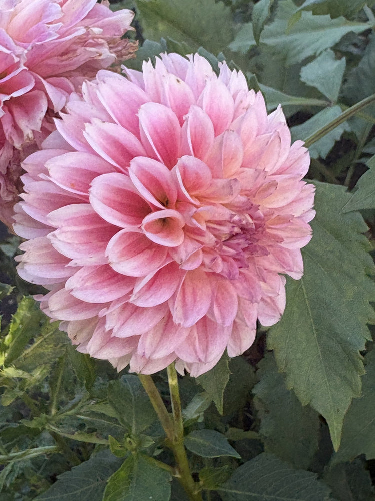 Lyn's Opal dahlia