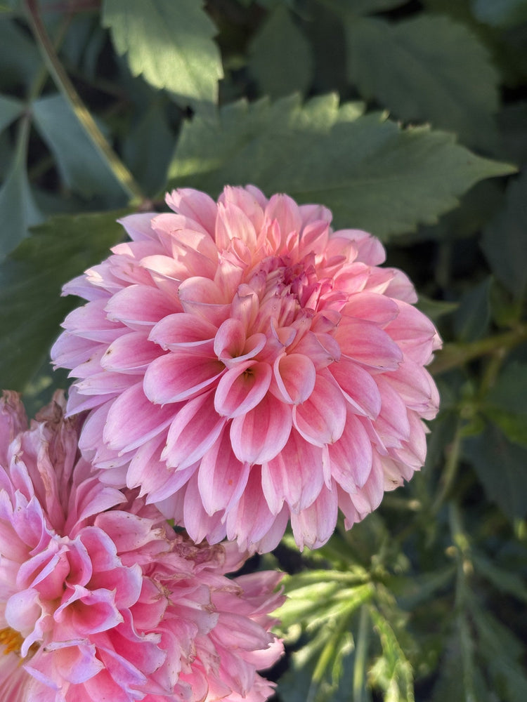 Lyn's Opal dahlia