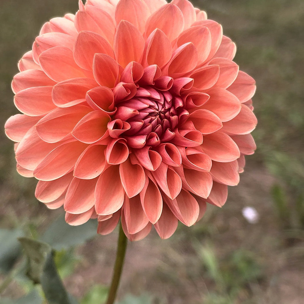 Lyn's Brooke dahlia