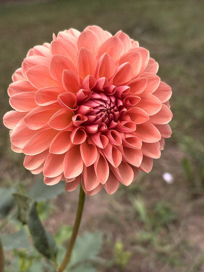 Lyn's Brooke dahlia