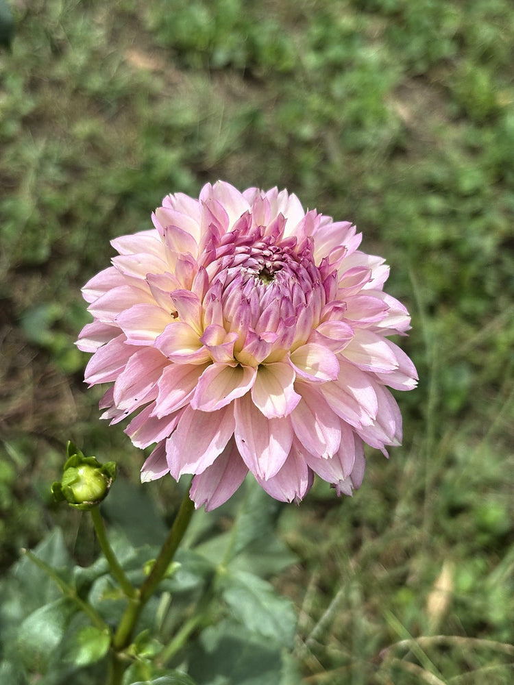 Lyn's Opal dahlia