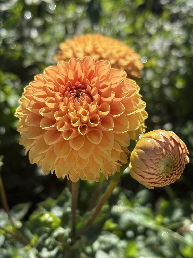 Maarn dahlia