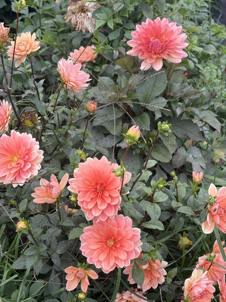 Maks Arlow dahlia
