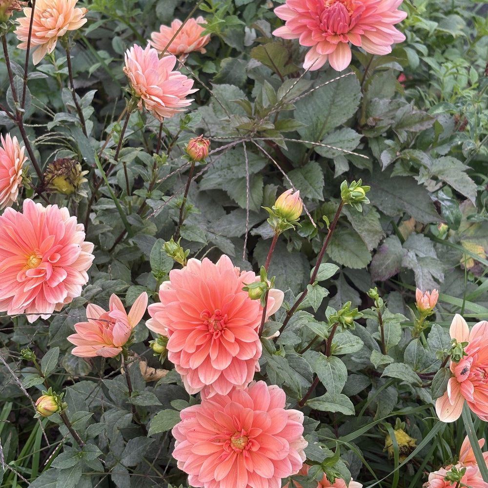 Maks Arlow dahlia