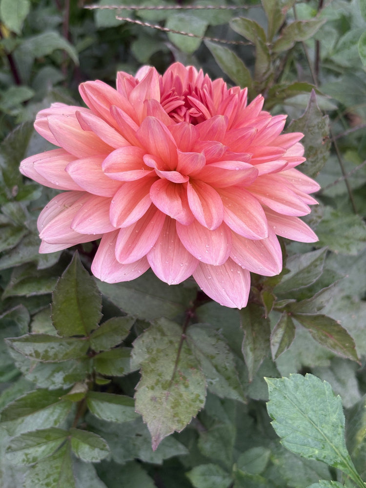 Maks Arlow dahlia