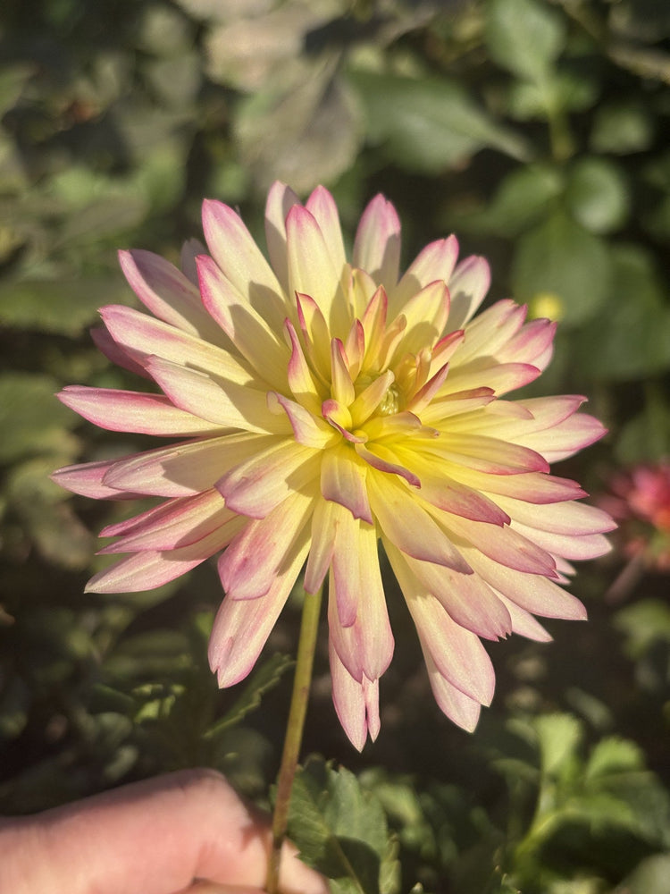 Maks Kaleidoscope dahlia