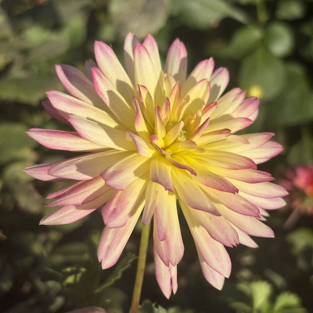 Maks Kaleidoscope dahlia