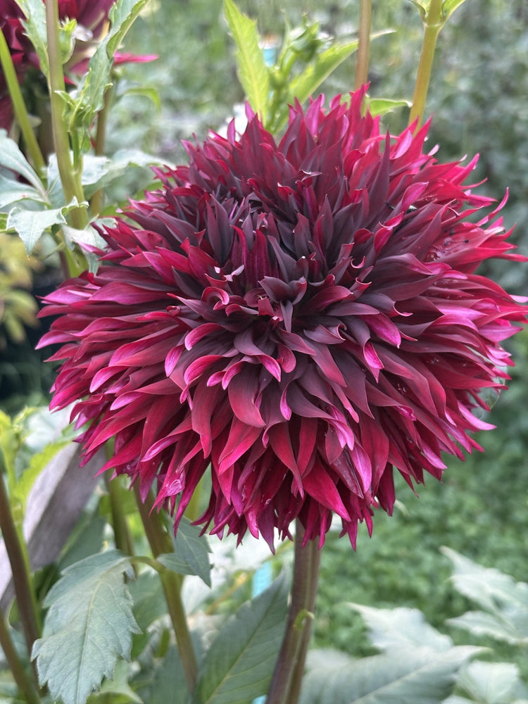 Manor Jayne dahlia