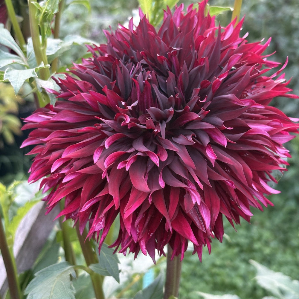 Manor Jayne dahlia