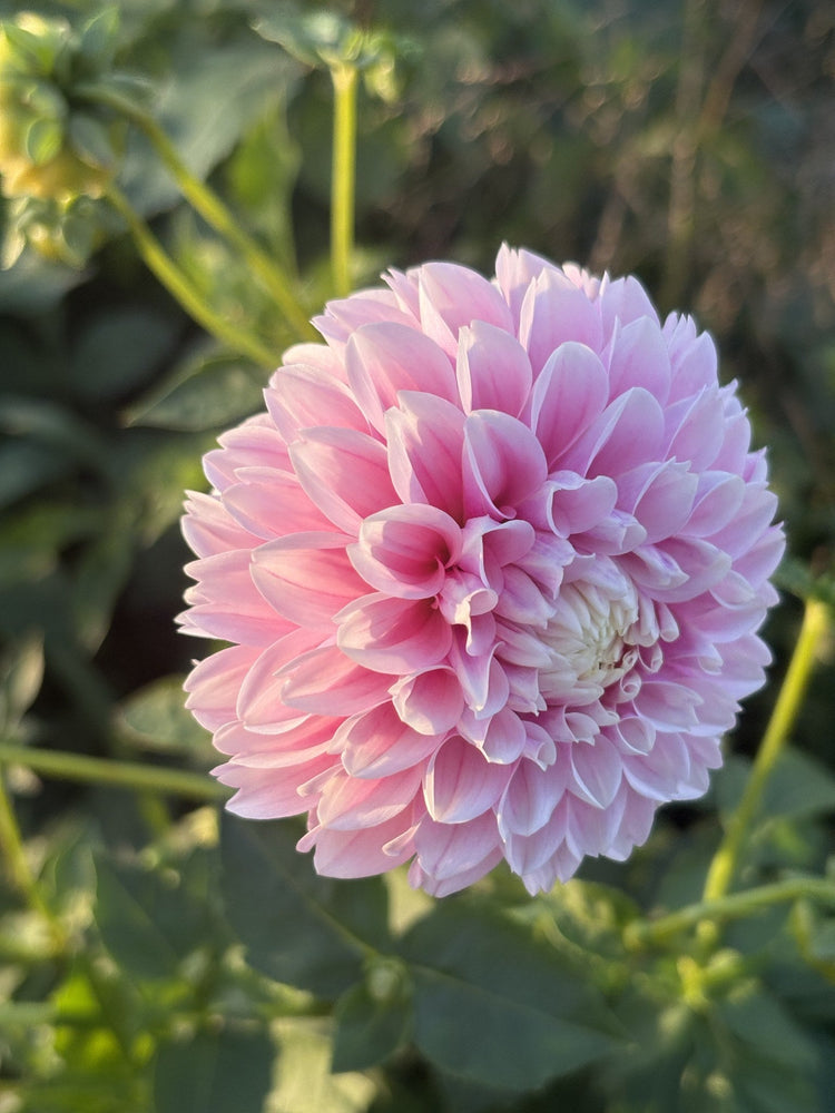 Marshmallow Baby dahlia