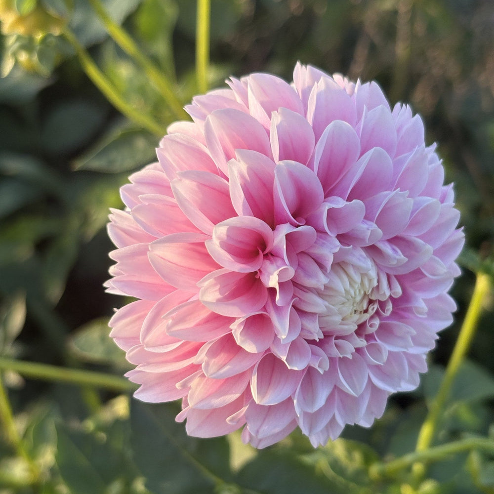 Marshmallow Baby dahlia
