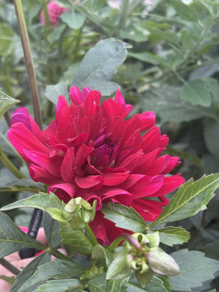 Mingus Plum dahlia