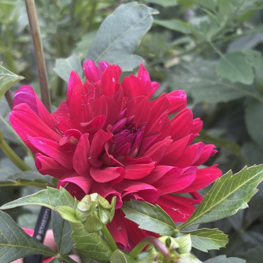 Mingus Plum dahlia