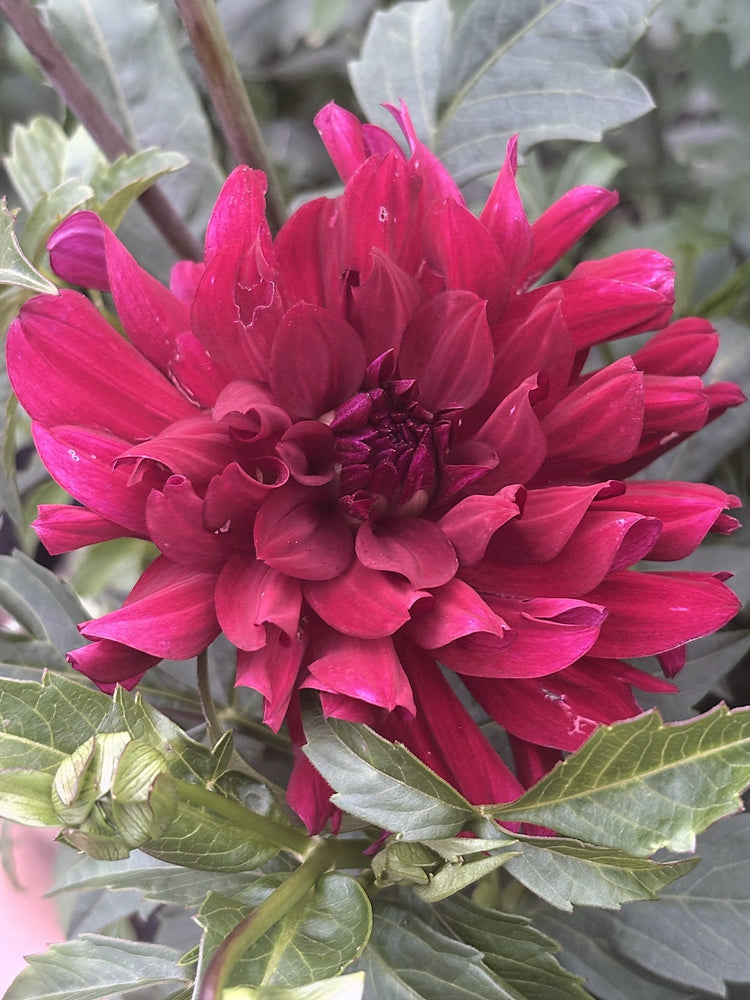 Mingus Plum dahlia