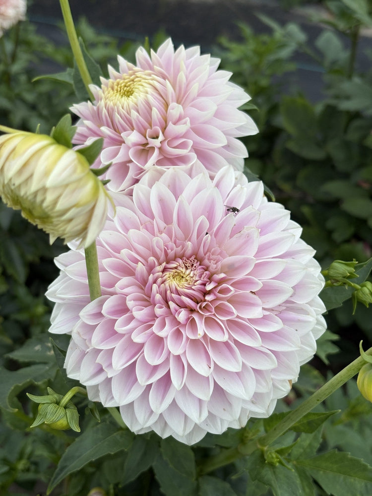 Miss Anne Francis dahlia