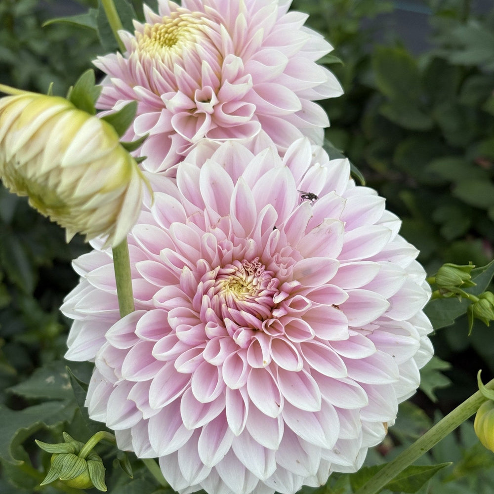 Miss Anne Francis dahlia
