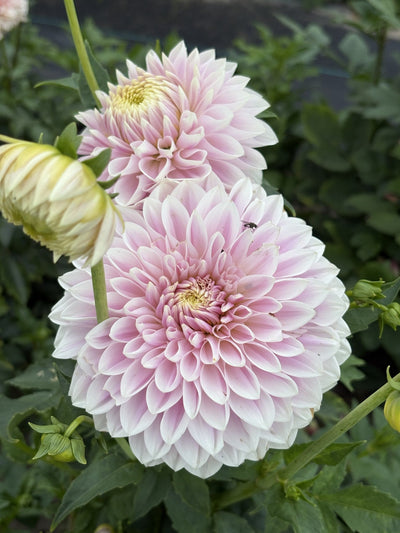 Miss Anne Francis dahlia