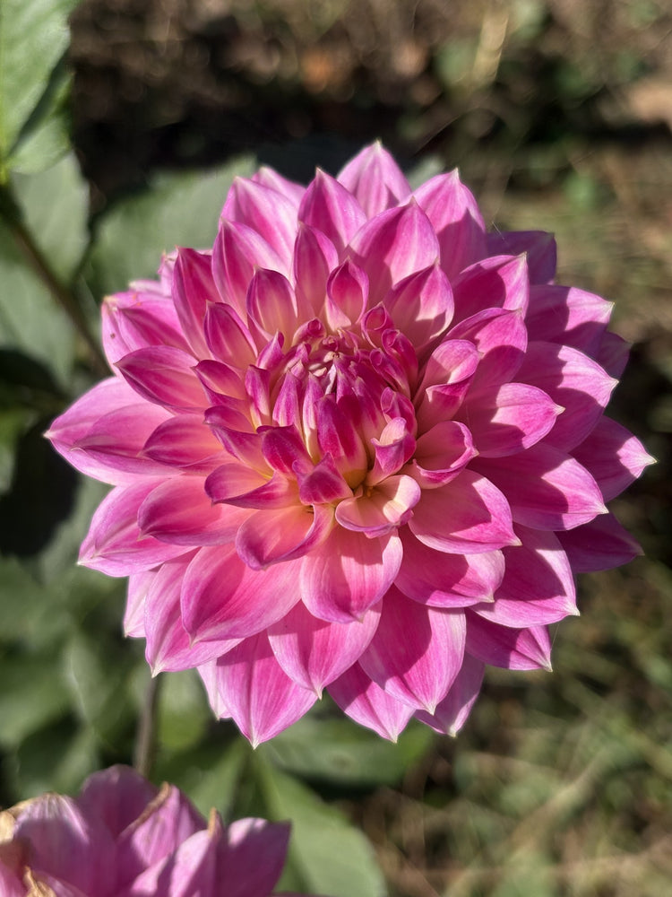 Miss Sarah dahlia grown by Petrolia Bloom Co. in Petrolia, Ontario