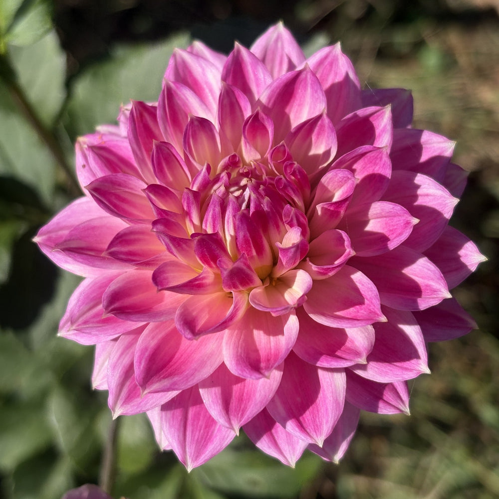 Miss Sarah dahlia grown by Petrolia Bloom Co. in Petrolia, Ontario