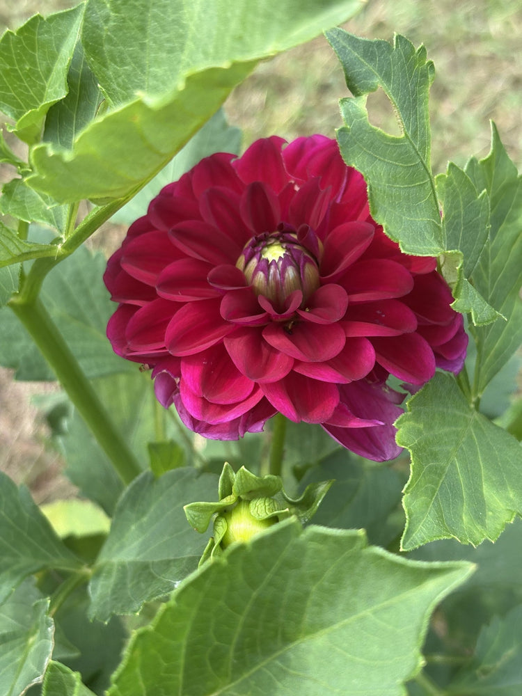 Mission Abyss dahlia