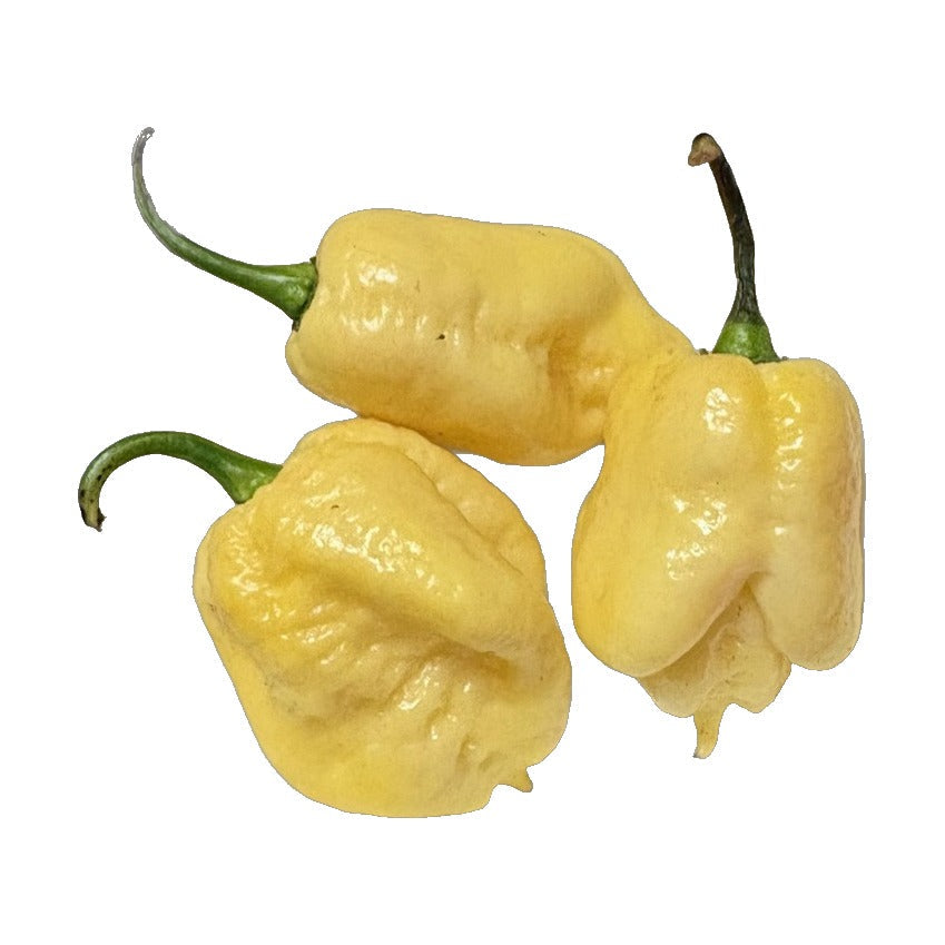 Moruga White