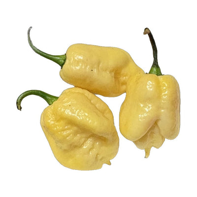 Moruga White