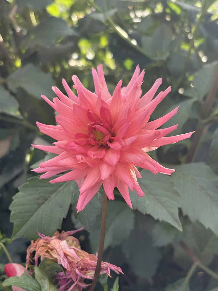 My Robynn dahlia