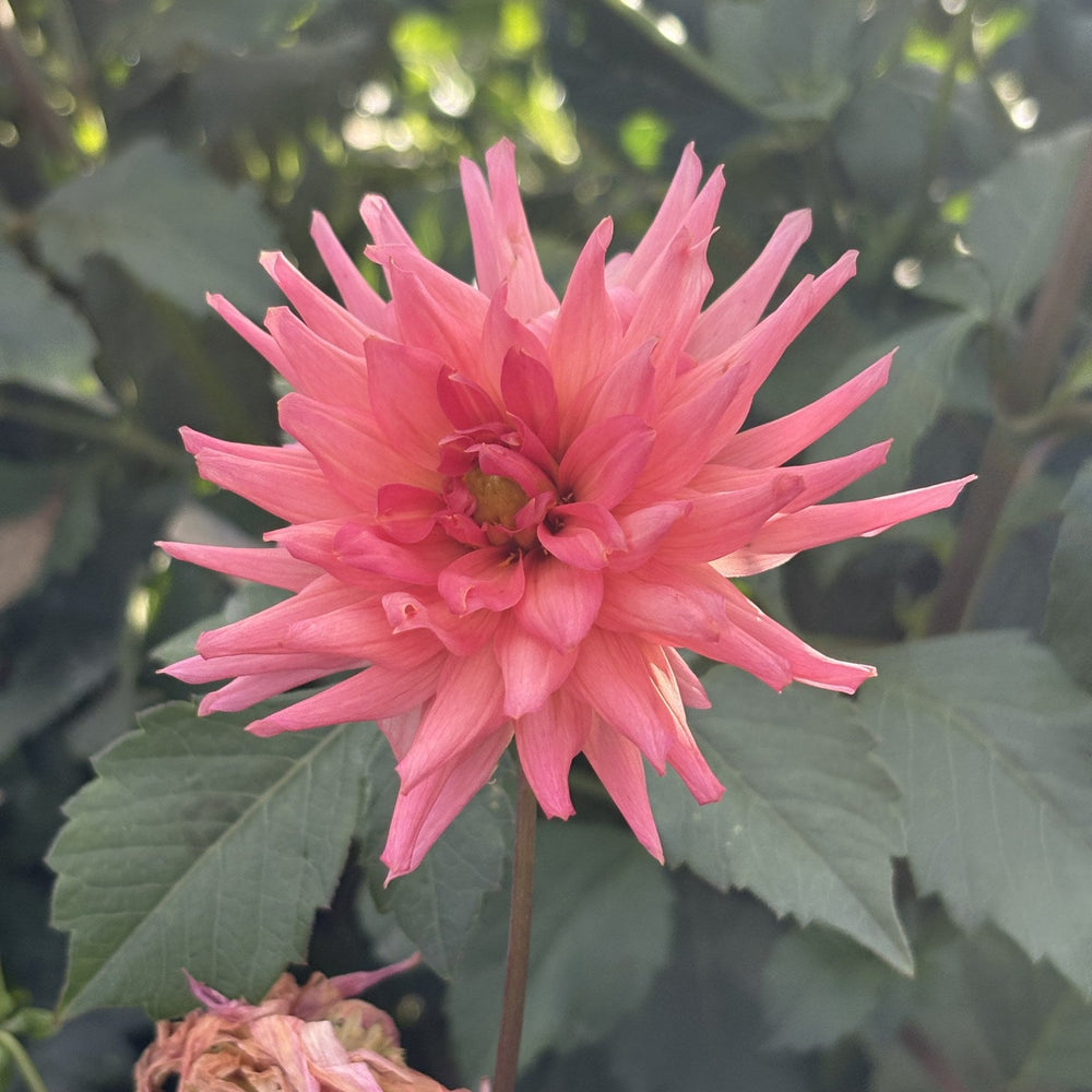 My Robynn dahlia
