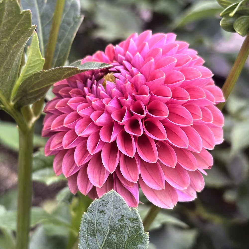 Narrow's Erica dahlia