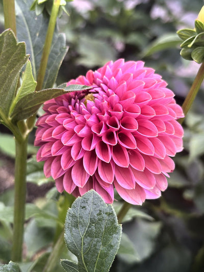 Narrow's Erica dahlia