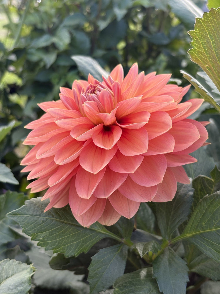 Nicholas dahlia