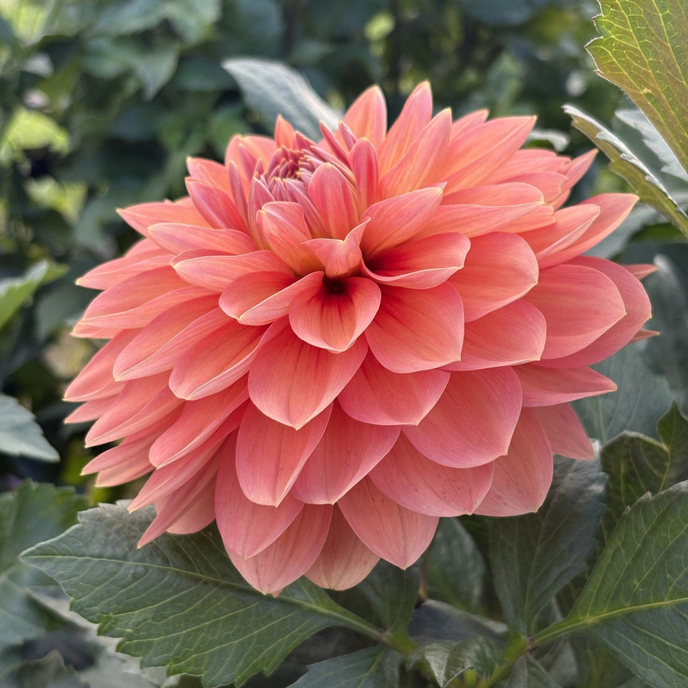 Nicholas dahlia