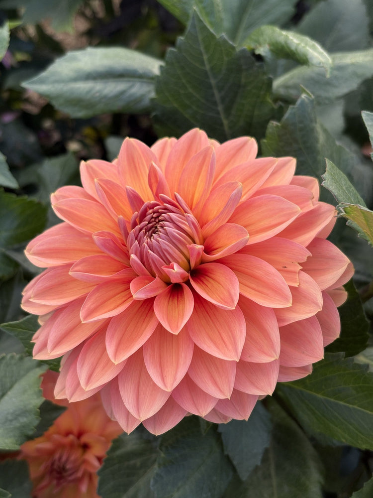 Nicholas dahlia