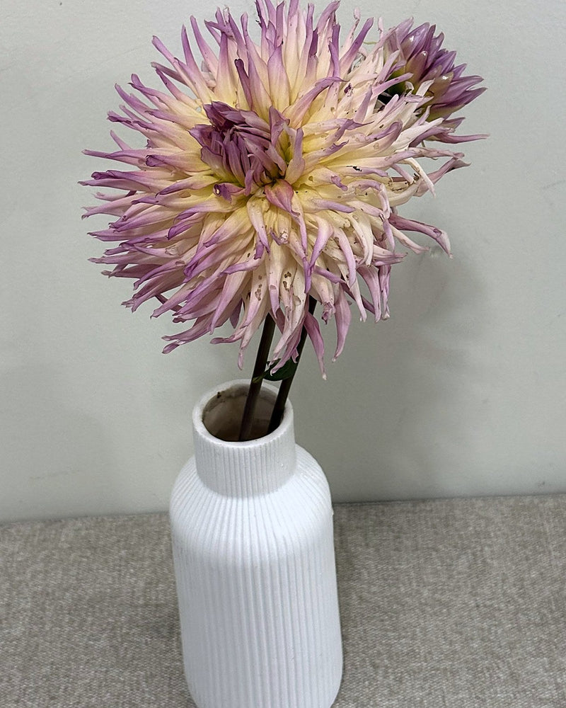 Nenekazi dahlia