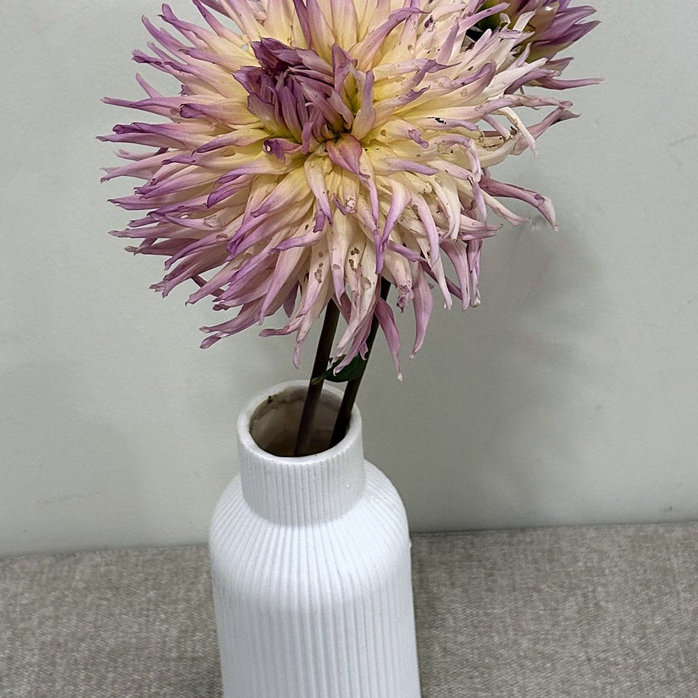 Nenekazi dahlia