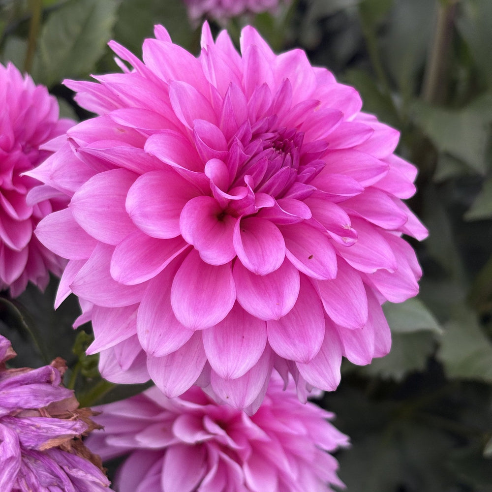 Northwind Purple Rain dahlia